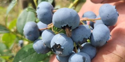 Hello, I am selling organic blueberry sweet big fruit.