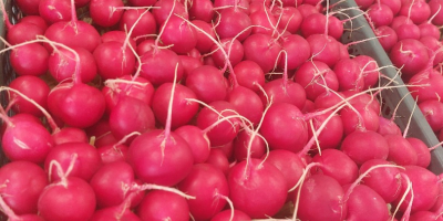 I will sell large quantities of tunnel radish packed