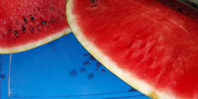 Very good quality watermelon - Arashan F1 - Karistan