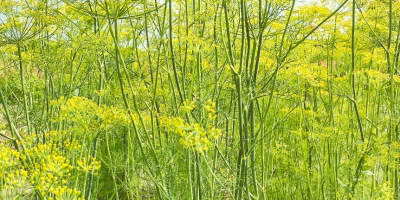 I will sell large quantities of dill for pickling