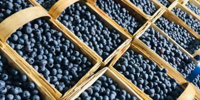 Hello, I have blueberry for sale. Hand-picked every day,