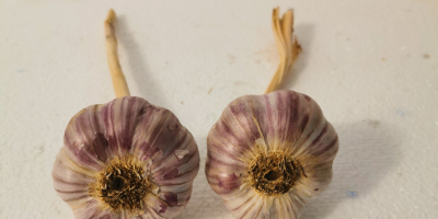 Harnaś Polnischer Knoblauch zu verkaufen. Knoblauch ist sehr schön,