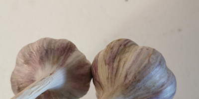 Harnaś Polnischer Knoblauch zu verkaufen. Knoblauch ist sehr schön,