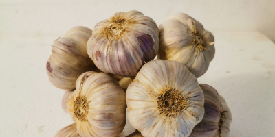 Harnaś Polnischer Knoblauch zu verkaufen. Knoblauch ist sehr schön,