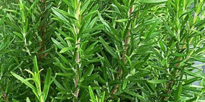 Ugaherbs Rosemary herbs(evergreen) here in uganda Sembabule District, Kikoma