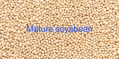 Soyabean are high in protein and a decent source