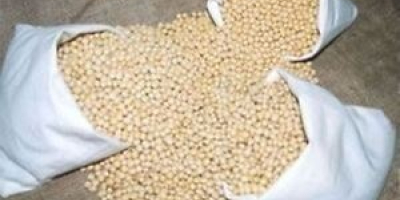 Soyabean are high in protein and a decent source