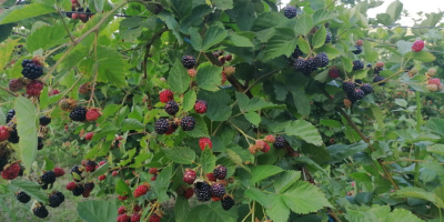 Blackberries from their own culture.
