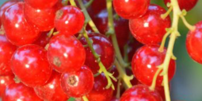 I will sell a red currant variety Rondom, about