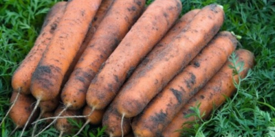 Preis: verhandelbar je nach gewünschter Menge. Lokaler Produzent aus
