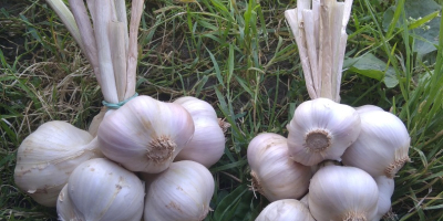 Ich werde polnischen Frühlingsknoblauch der Sorte Jarus verkaufen. Sehr