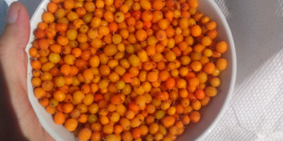 Selling sea buckthorn from spontaneous flora, we offer large