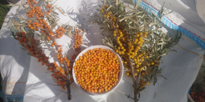 Selling sea buckthorn from spontaneous flora, we offer large
