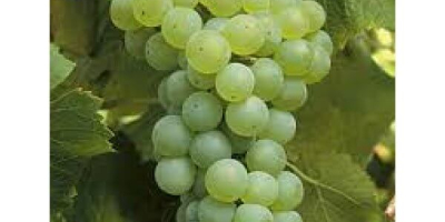 I sell grapes for wine. The following varieties are