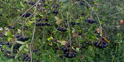 Per quanto riguarda questo momento, Aronia Piękności ... Vendemmia