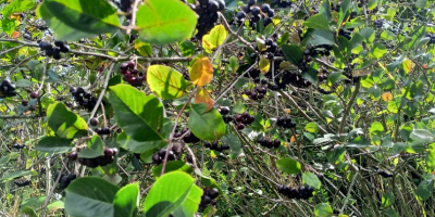 Per quanto riguarda questo momento, Aronia Piękności ... Vendemmia