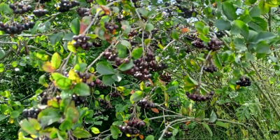 Per quanto riguarda questo momento, Aronia Piękności ... Vendemmia