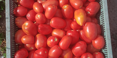 I will sell lima and round field tomatoes