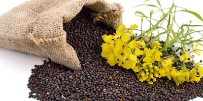We have rapeseed for sale in 2021. Goods of