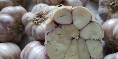 Hello, we sell garlic in two varieties, Egyptian and