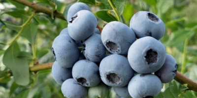 Daily fresh blueberries GlobalGap certified Packed in plastic boxes
