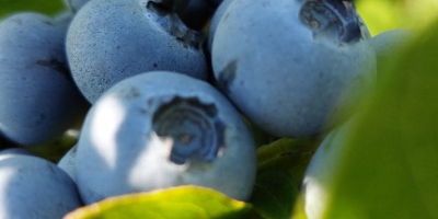 Daily fresh blueberries GlobalGap certified Packed in plastic boxes