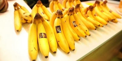 Frische Bananen aus Ägypten in 20 kg Karton verpackt