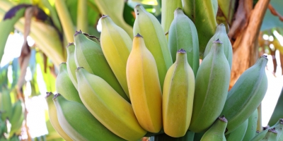 Banane de vânzare. Țara de origine: Costa Rica. Fructele