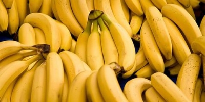 Наименование на продукта Fresh Cavendish Banana Big Size От