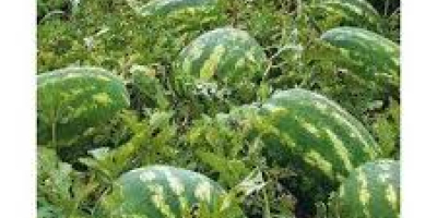 Bio watermelons!!! NO chemicals!!! Price is negotiable!!! Melons are