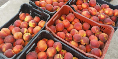 We offer quality peaches B, C, A, AA, AAA
