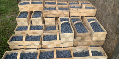 I will sell 500 kg of blueberries, caliber 12