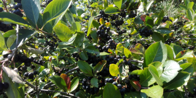 Vendo aronia, strappata a mano, raccolta intorno al 15