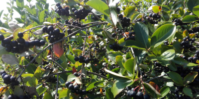 Vendo aronia, strappata a mano, raccolta intorno al 15