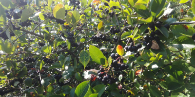 Vendo aronia, strappata a mano, raccolta intorno al 15