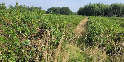 Aronia in vendita - frutta fresca, piantagione biologica certificata