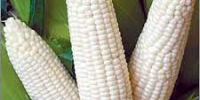 Yellow Corn & White Corn/Maize for Human & Animal