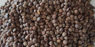 Organic brown lentils - for sale. From organic farming