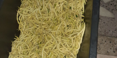 Vând fasole verde fideluta, proaspăt culeasa