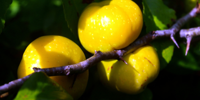 Gli agricoltori della Lettonia vendono mele cotogne giapponesi fresche