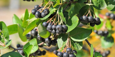 Aronia biologica, raccolta a mano - frutta. Perfetto per