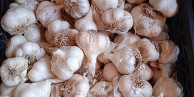 Rumänischer Frühlingsknoblauch, große Menge nach Vereinbarung Preis für Verbrauch