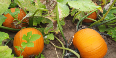 Dovleac tip Halloween. Forma rotunda. Auriu - culoare portocalie