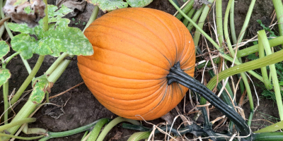 Dovleac tip Halloween. Forma rotunda. Auriu - culoare portocalie