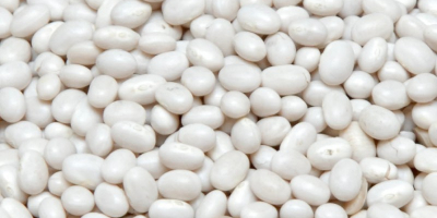 Buy white beans at own expense in Ukraine The