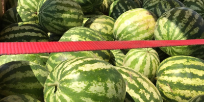 Watermelon for sale in bulk, 24 tons, origin Romania.