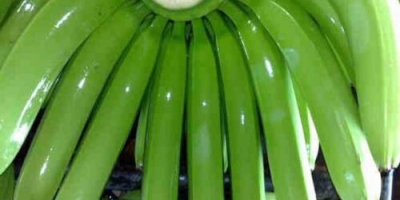 Furnizare Fresh Green Cavendish Banana 456, 789 degete pe