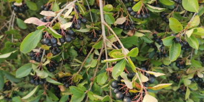 Ciao. Vendo frutta fresca di aronia. Coltivato senza spruzzare