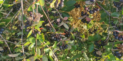 Ciao. Vendo frutta fresca di aronia. Coltivato senza spruzzare