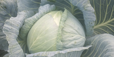 Hello. I will sell white cabbage, varieties of ambrosia,